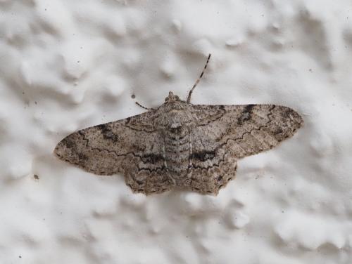 Ascotis selenaria